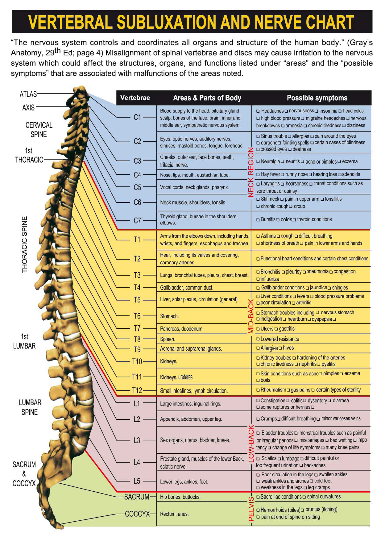Spine Info
